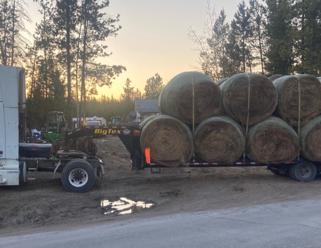 Large round hay bales on trailer