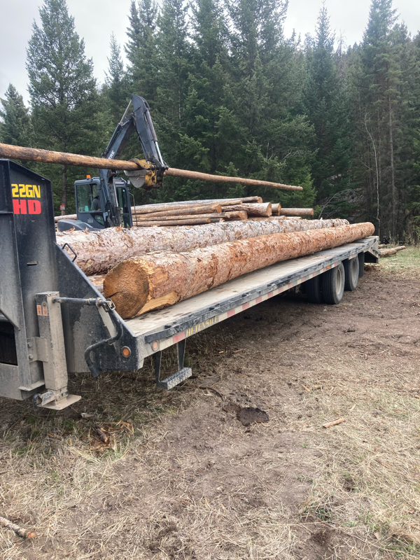 Timber logs on trailer
